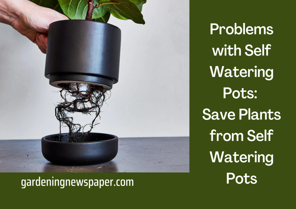 Problems with Self Watering Pots: Save Plants from Self-Watering Pots