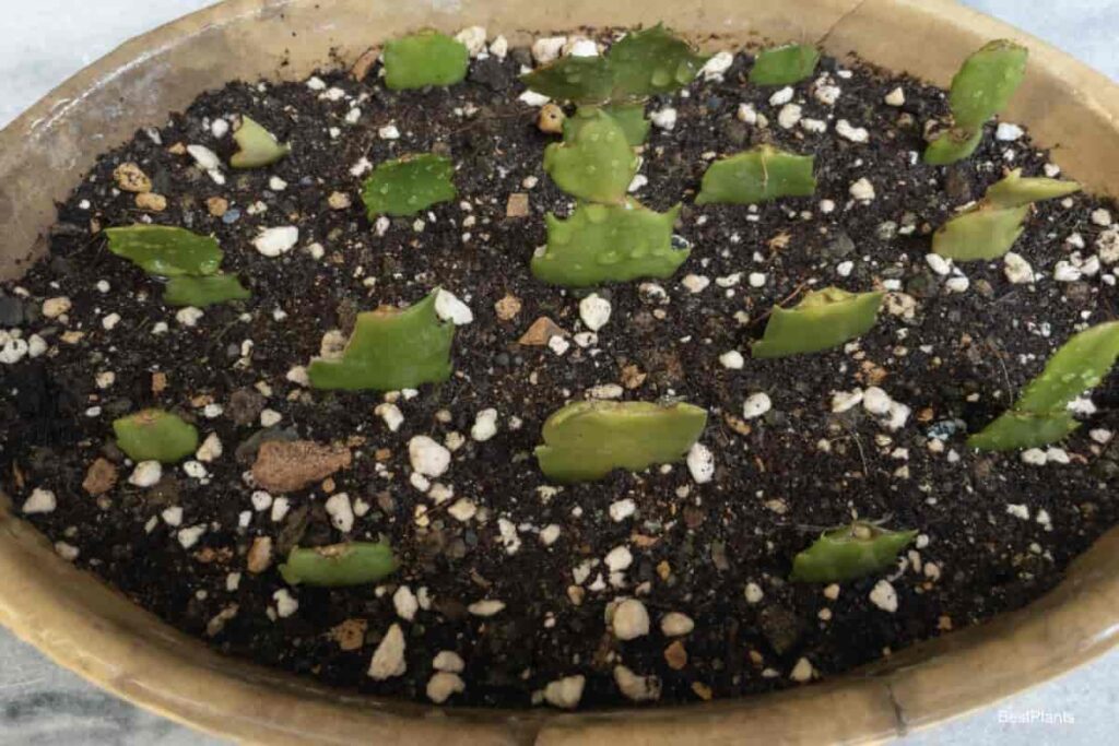 Propagating Christmas cactus from leaves: an alternative