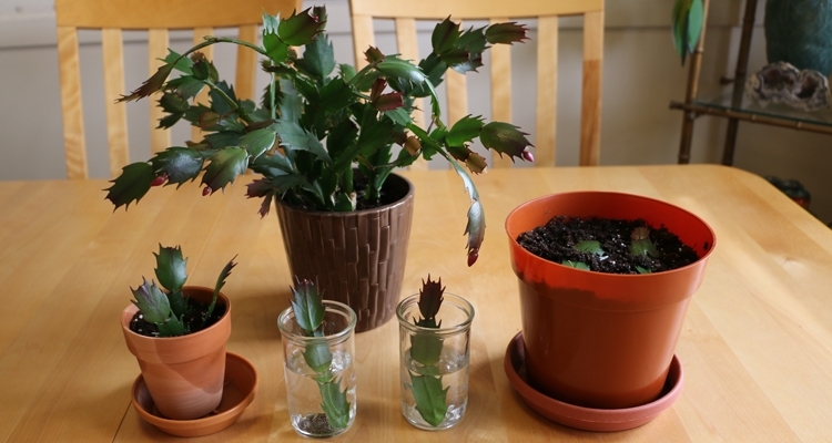  Providing care to your Christmas cactus after propagation