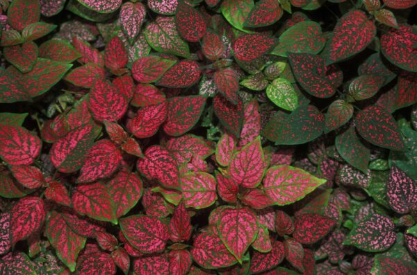Red polka-dot-plant
