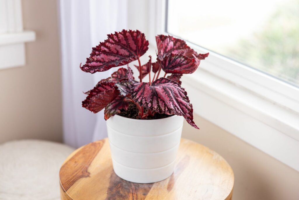 Rex Begonia as an office plant