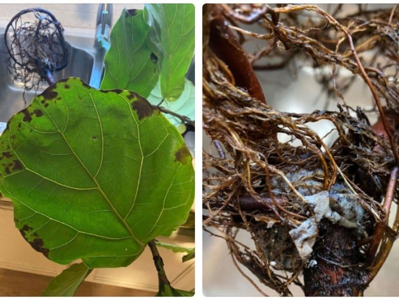 Root Rot causes fig leaves to turn brown