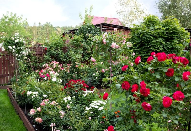 Roses can also grow in partial shade