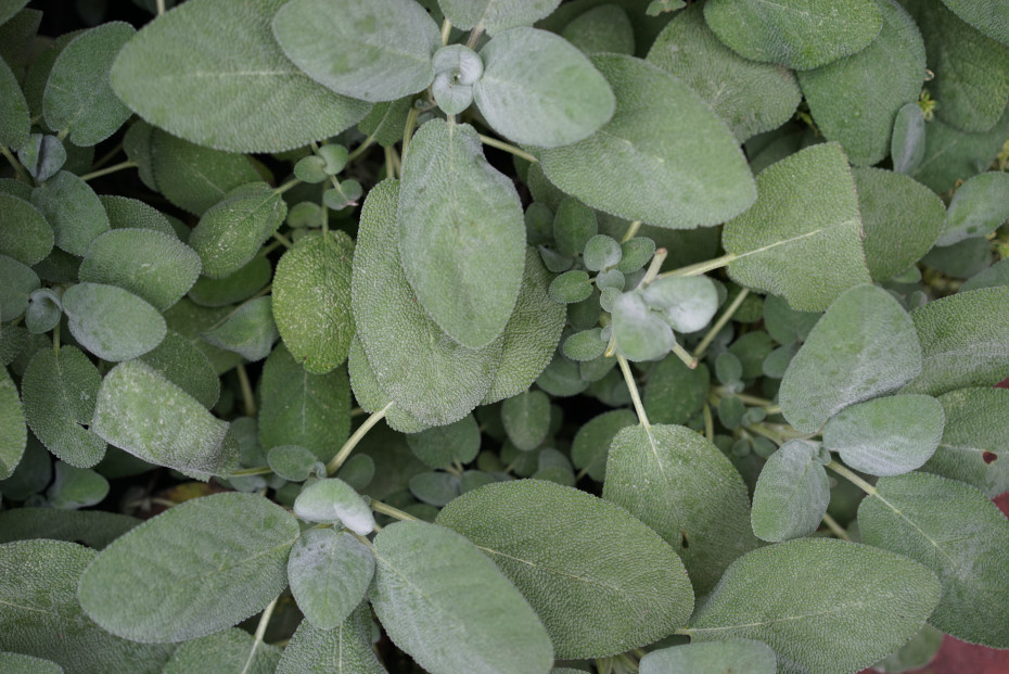 Sage is one of the most beautiful fall herbs
