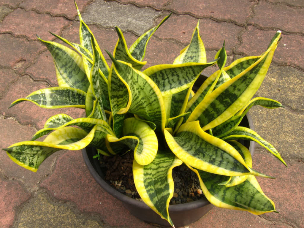 Sansevieria trifasciata 'Twist' snake plant