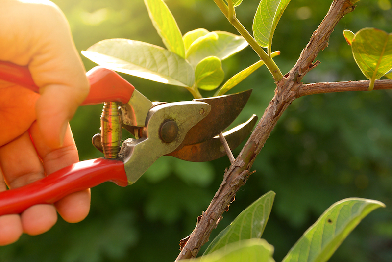 Shears for pruning are a basic gardening tool