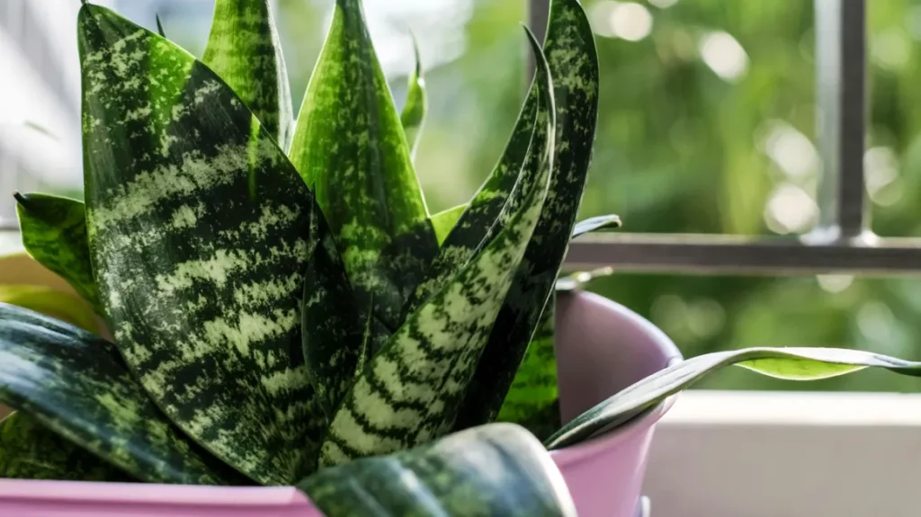 Snake plant as an office plant