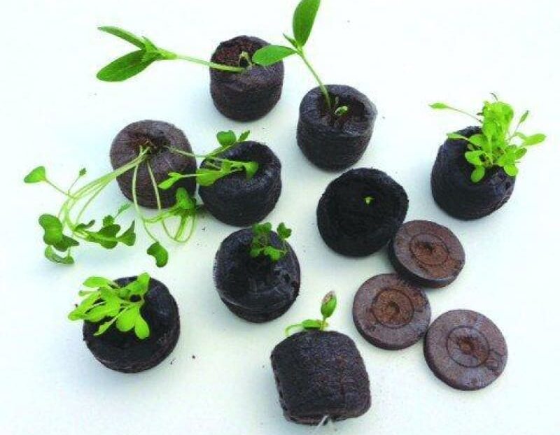 Sowing seeds indoors with peat pellets-