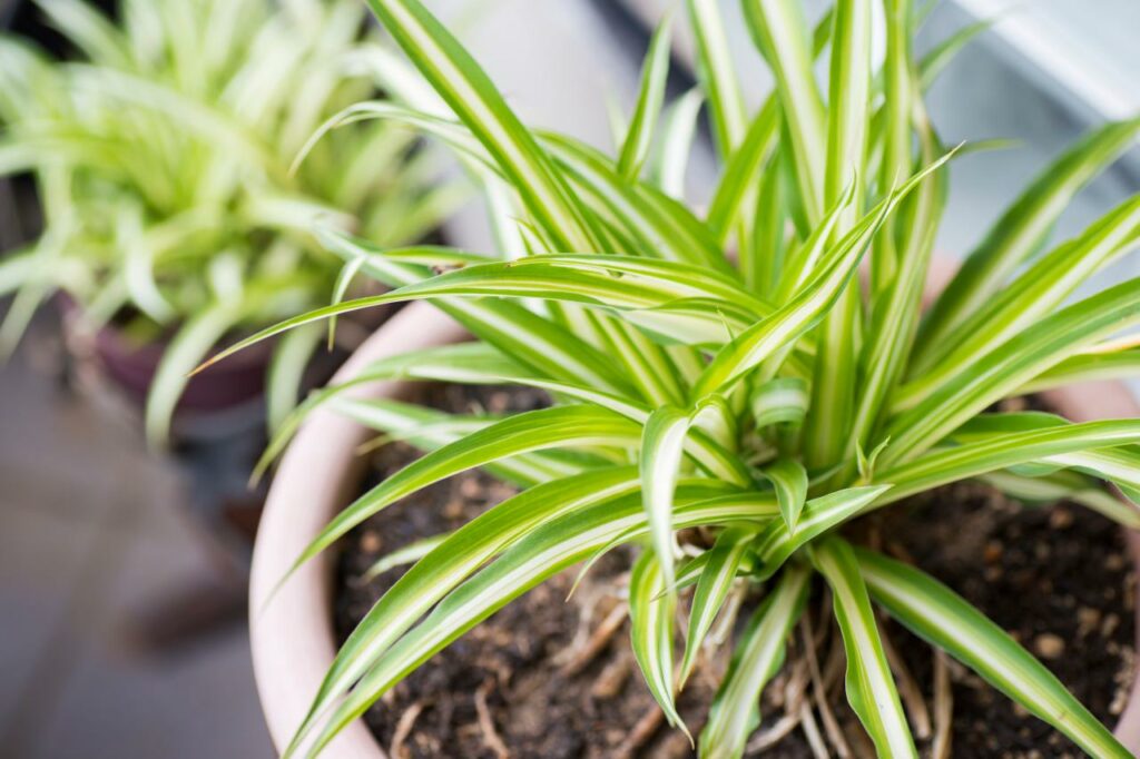 Spider Plants as an office plant