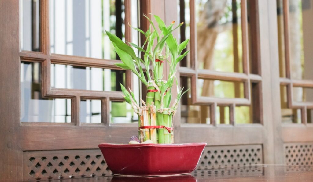 The bamboo plant as an office plant