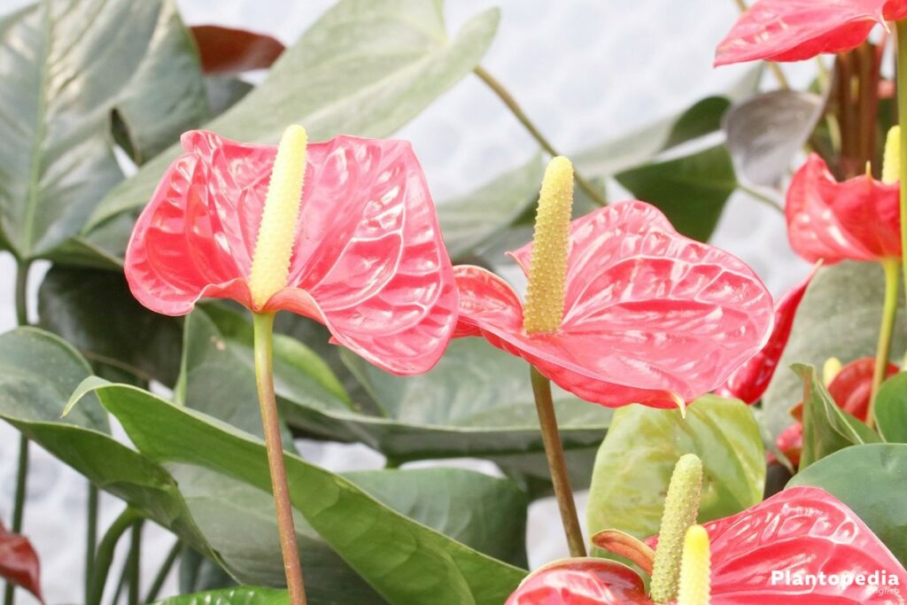 The flamingo plant is a red-leaf plant for indoors