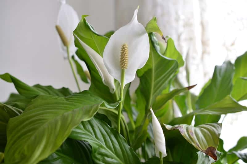 Too Much Bright Light can make your peace lily leaves go brown