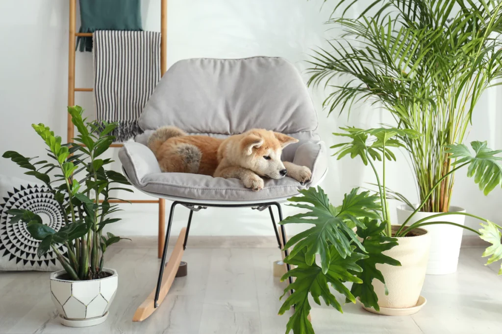 Top 12  pet friendly houseplants: safe plants for cats and dogs