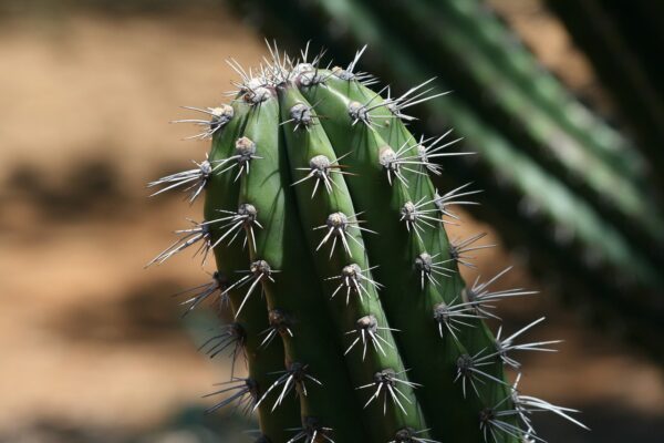 Top 6 Things To Note While Watering Cactus