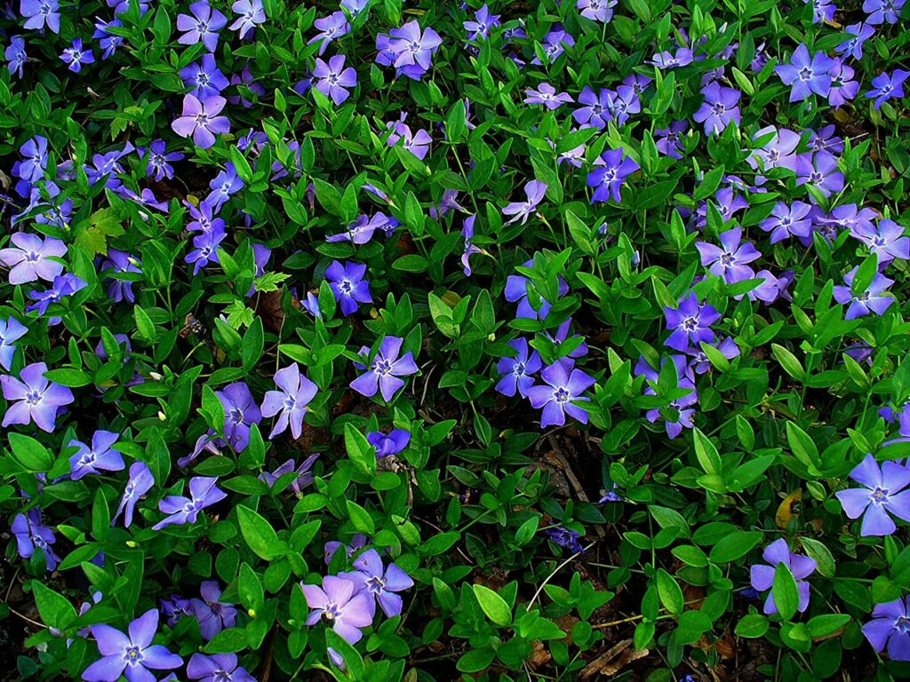 Vinca Minor is a vine for shade
