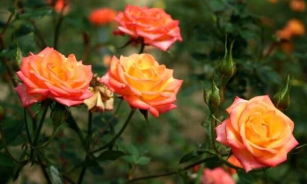 Vintage colored rose bush