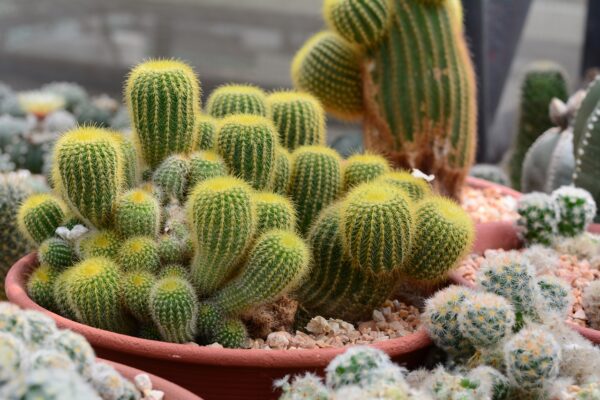 What Factors Influence Cactus Watering Routine?