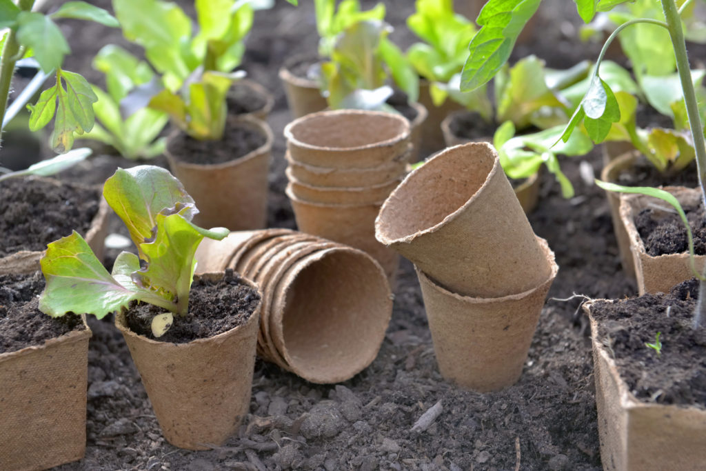 What are peat pellets/pots exactly? Know-how all about it-