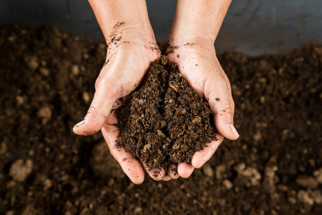 What disadvantages does peat moss have?