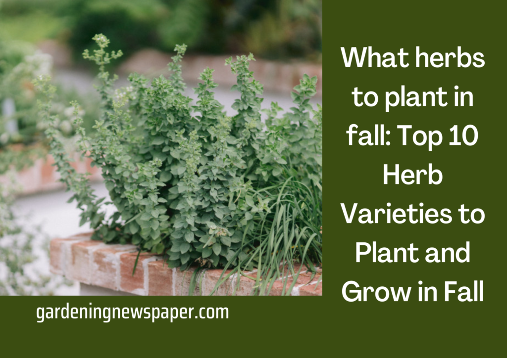 What herbs to plant in fall 