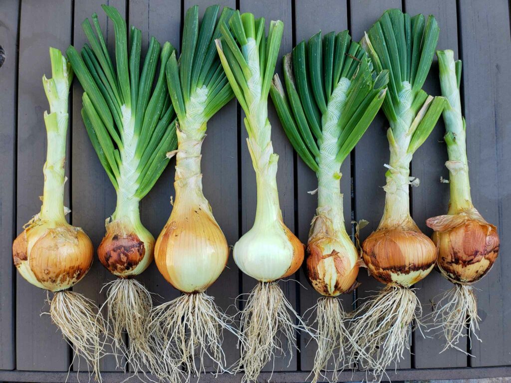 When to harvest onions- Onion harvesting guide 101