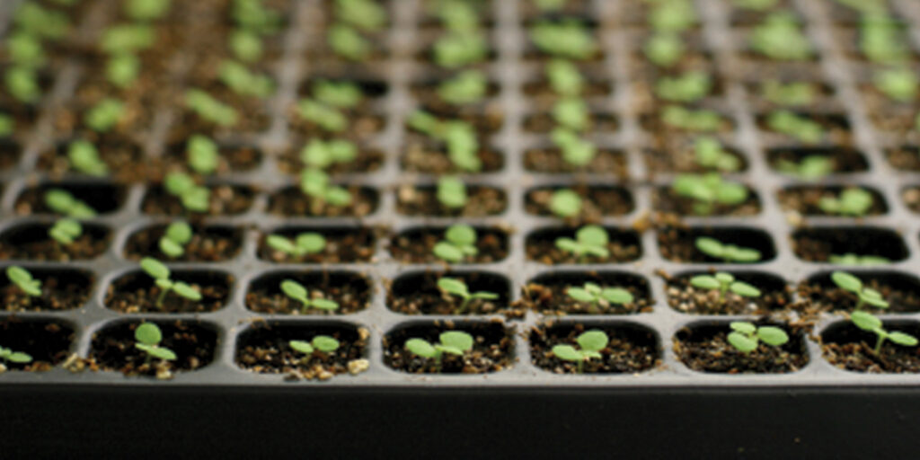 When to start seeds indoors- Starting seeds indoors 101