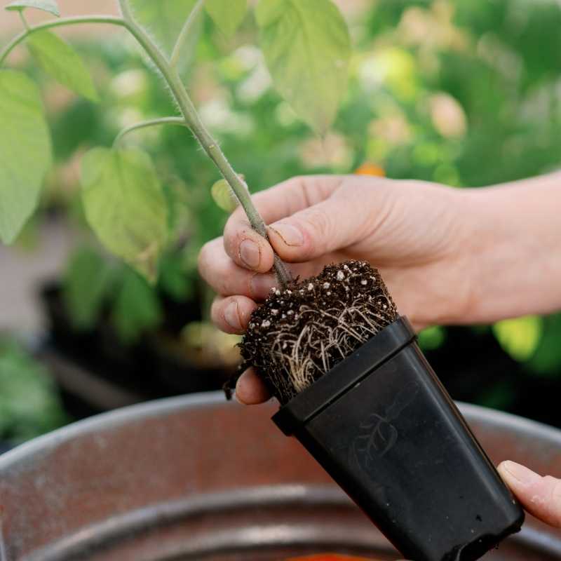 When to transplant the seedlings? The best time to transplant the seedlings-