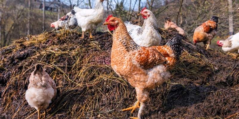 Which plants benefit from chicken manure?