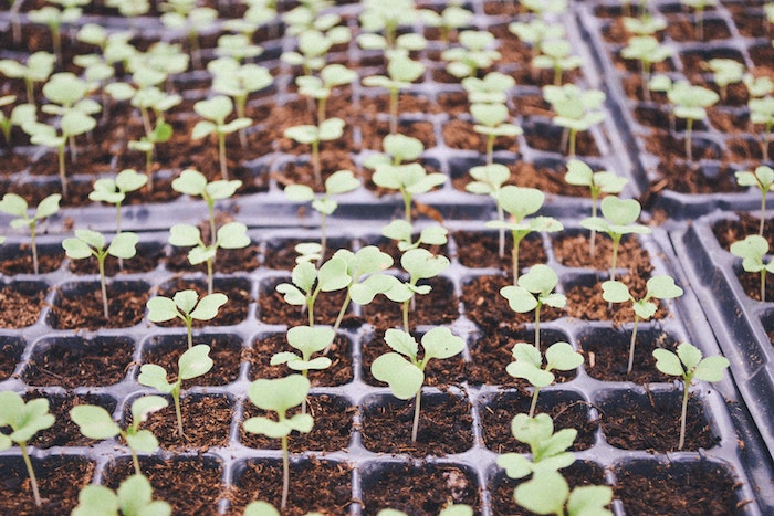 Which weather is best for transplanting the seedlings?