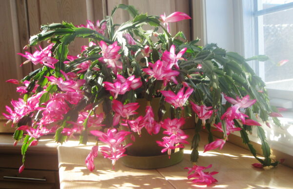 How To Revive Christmas Cactus Plant