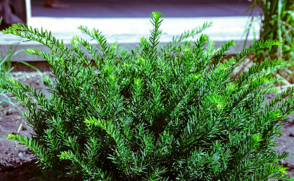 Yew can grow in partial shade