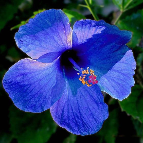 Blue flowers Hibiscus