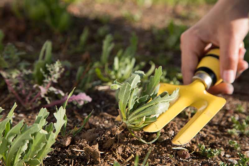 Hand fork or cultivator as a basic gardening tool