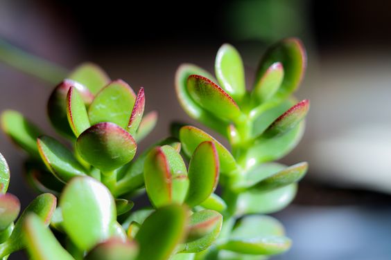 jade plant leaves turning red