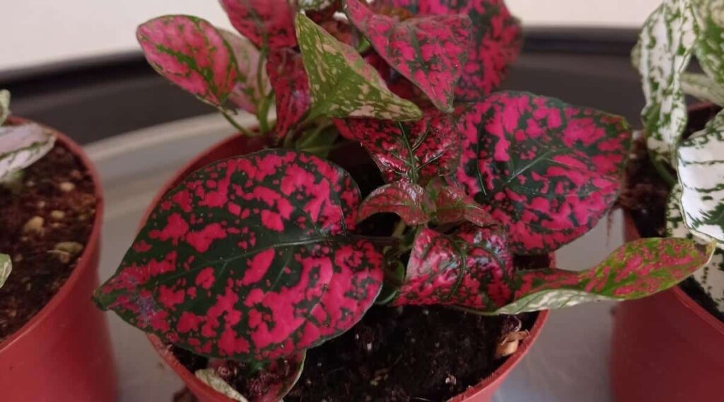Red dotted variagated plant