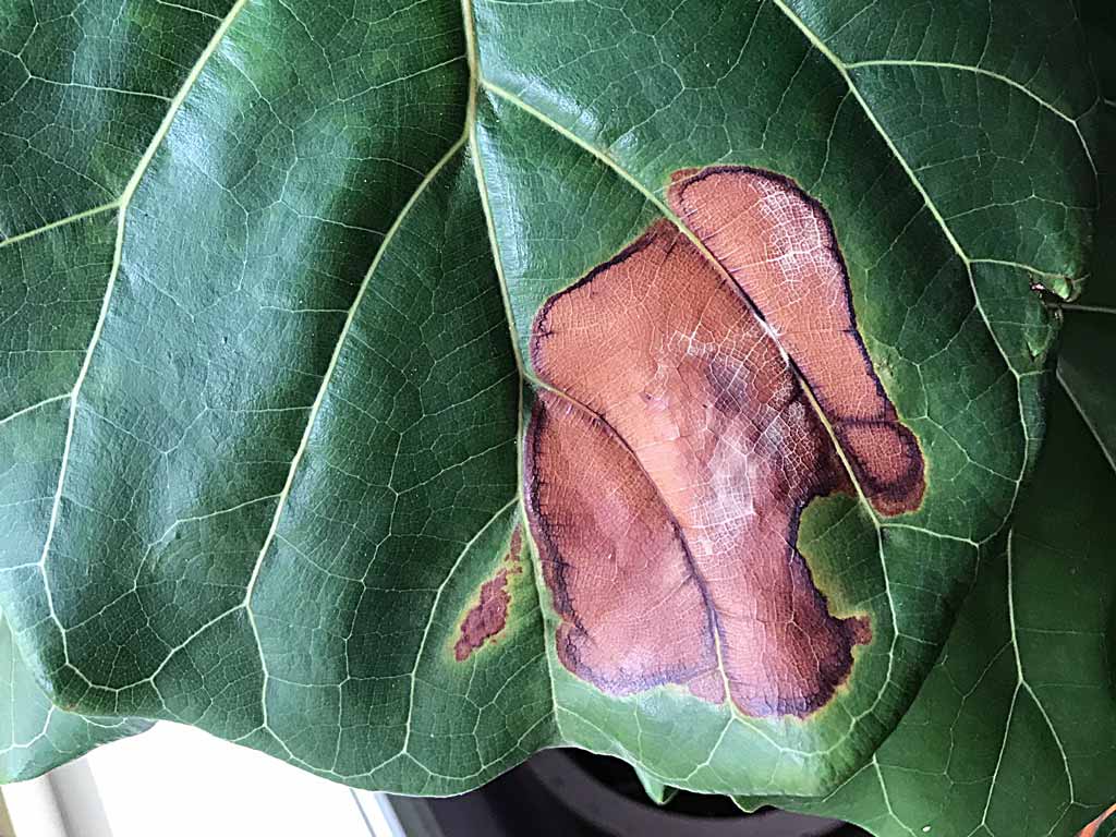 What are the brown marks on a fiddle leaf fig?