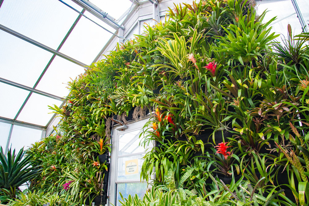 Here are the top benefits of vertical gardening-
