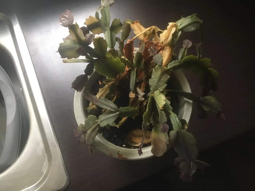 Common Care Mistakes to Avoid In Cactus Care