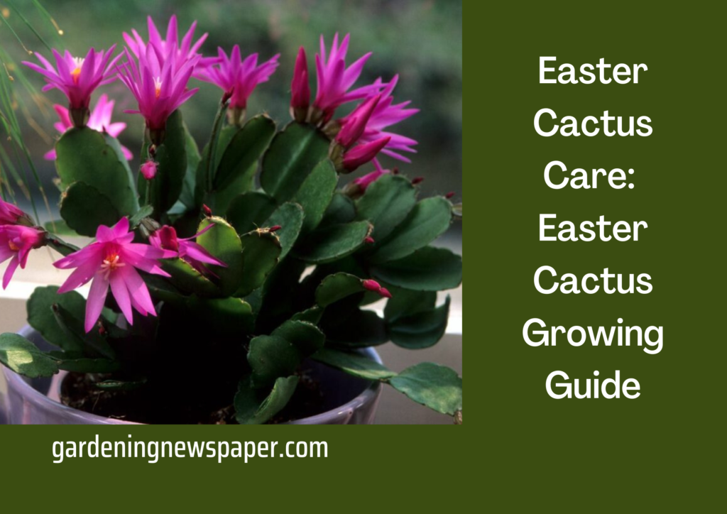 Easter Cactus Care: Easter Cactus Growing Guide