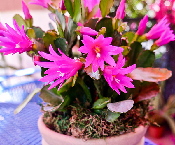 Fertilizing Grow Guide for Easter Cactus