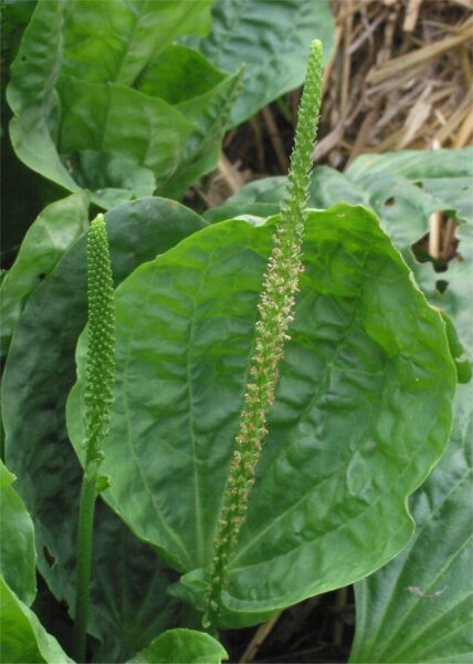 Plantain weed