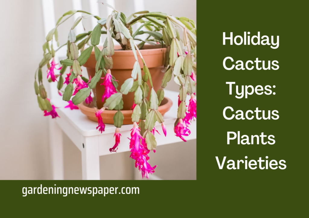 Holiday Cactus Types: Cactus Plants Varieties