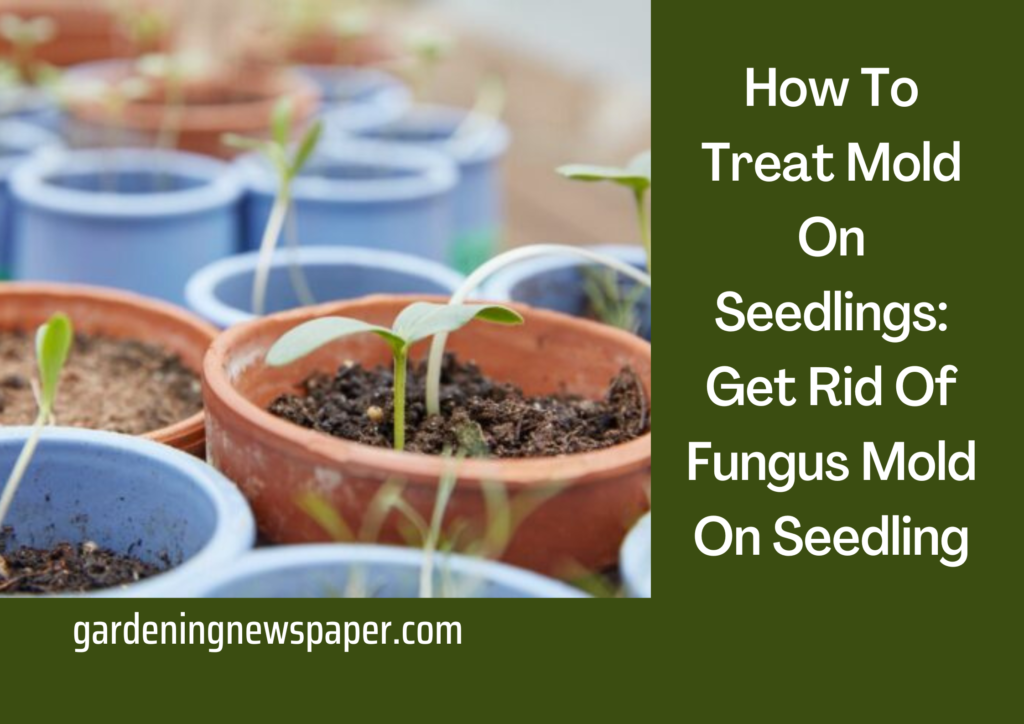 How To Treat Mold On Seedlings