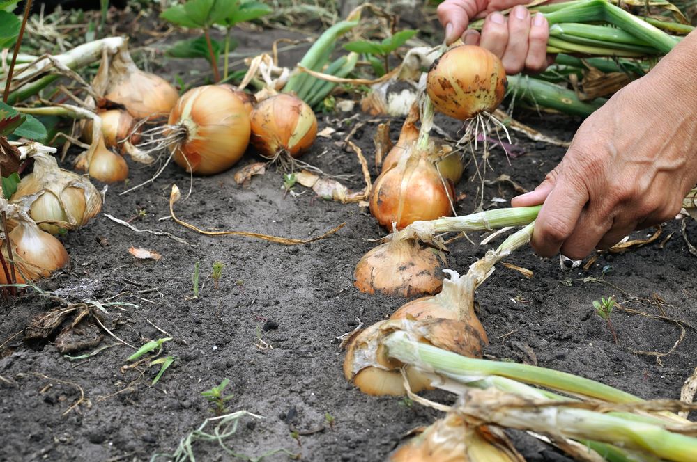 How long to cure onion harvest?
