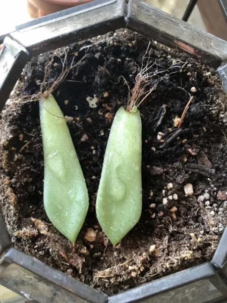 Propagation by leaves cutting
