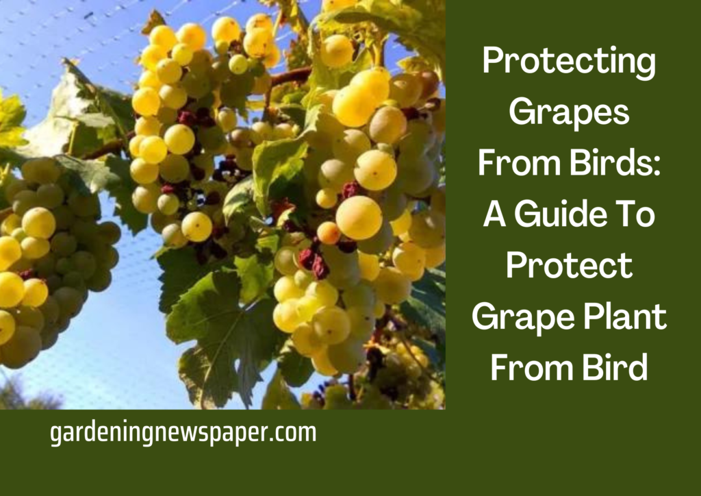 Protecting Grapes From Birds