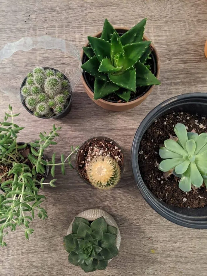 So how to plant and repot succulents?