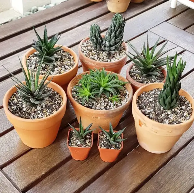 Repotting succulents- Steps to repot succulents correctly