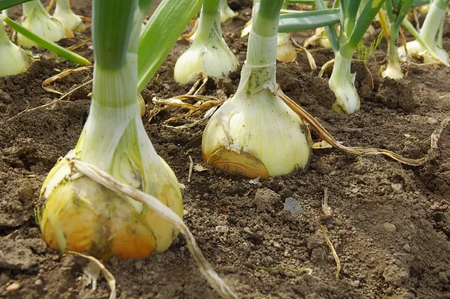 Signs your onions are ready for harvest