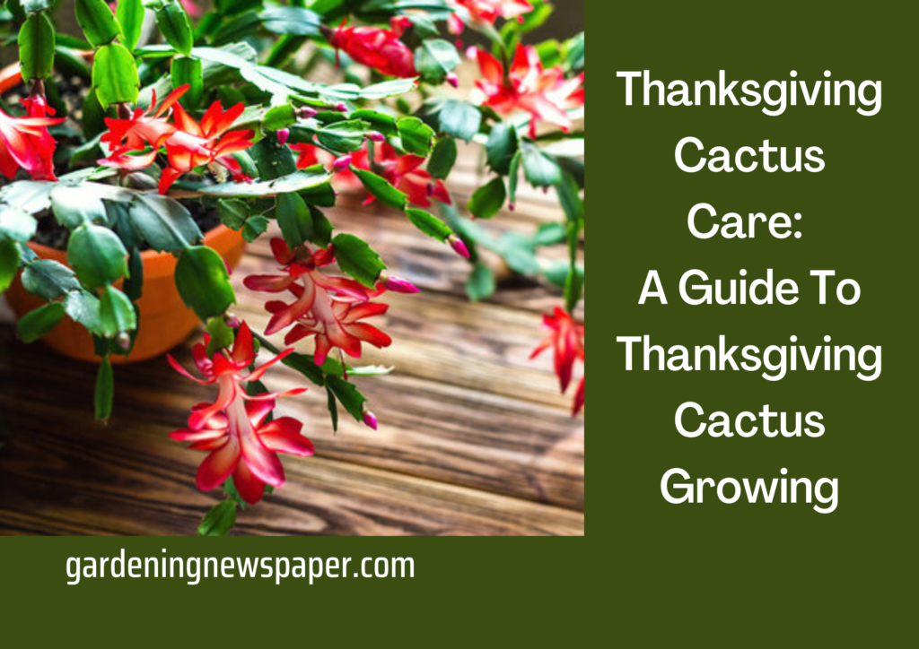 Thanksgiving Cactus Care: A Guide To Thanksgiving Cactus Growing